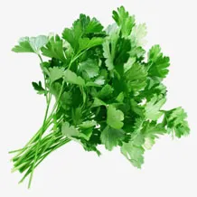 Петрушка свежая